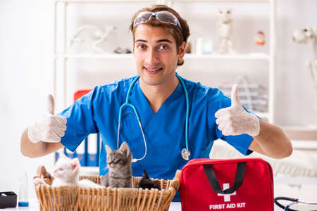 Vet doctor examining kittens in animal hospitalの写真素材