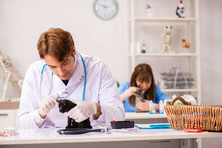 Doctor and assistant in vet clinic checking up kittenの写真素材