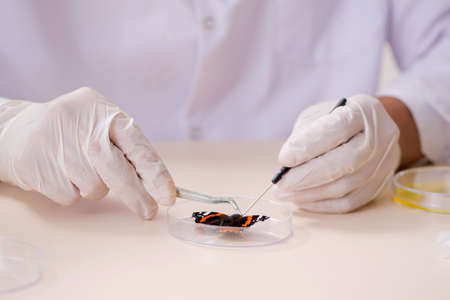 Scientist entomologist studying new butterfly speciesの写真素材