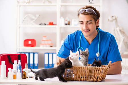 Vet doctor examining kittens in animal hospitalの写真素材