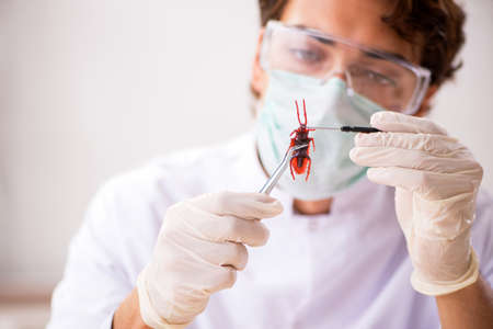 Male entomologist working in the lab on new species