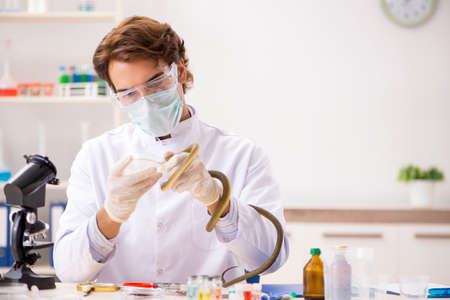 Male scientist extracting poison from snake for drug synthesisの写真素材