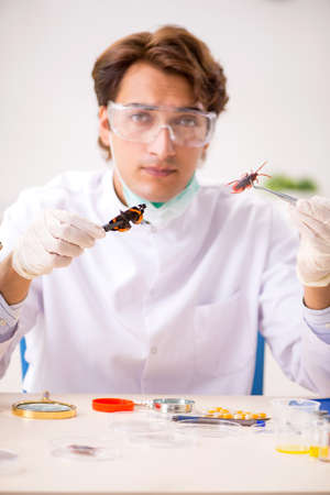Male entomologist working in the lab on new speciesの写真素材
