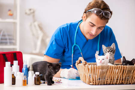 Vet doctor examining kittens in animal hospital