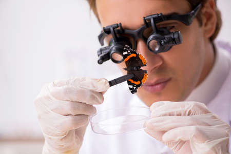 Scientist entomologist studying new butterfly speciesの写真素材