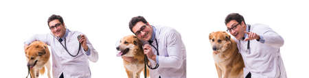 Vet doctor examining golden retriever dog isolated on white background