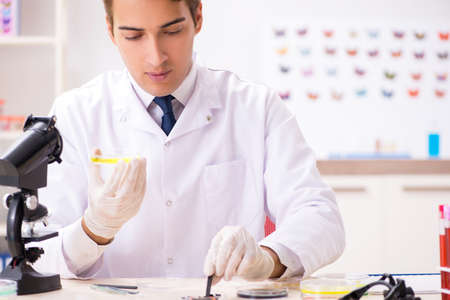 Scientist entomologist studying new butterfly speciesの写真素材