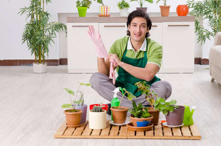 Young male gardener with plants indoorsの写真素材