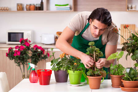 Young handsome man cultivating flowers at homeの写真素材