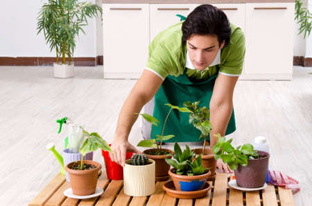 Young male gardener with plants indoorsの写真素材