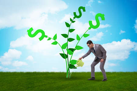 Money tree concept with businessman wateringの写真素材
