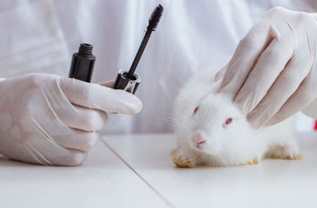 The white rabbit in scientific lab experimentの写真素材