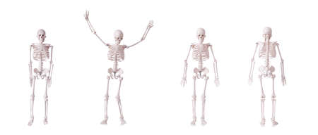Skeleton isolated on the white background