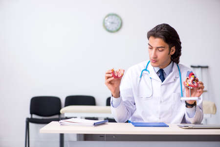 Young doctor cardiologist with heart modelの写真素材