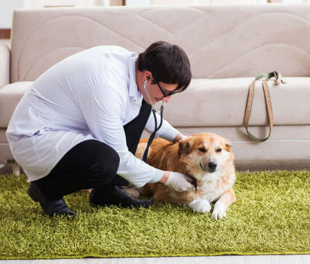 Vet doctor examining golden retriever dog at home visit
