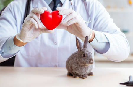 Vet doctor checking up rabbit in his clinicの写真素材
