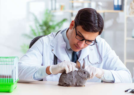 Vet doctor checking up rabbit in his clinicの写真素材