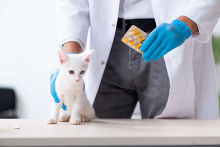 Young male doctor examining sick catの写真素材