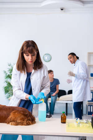 Vet doctor examining golden retriever dog in clinicの写真素材