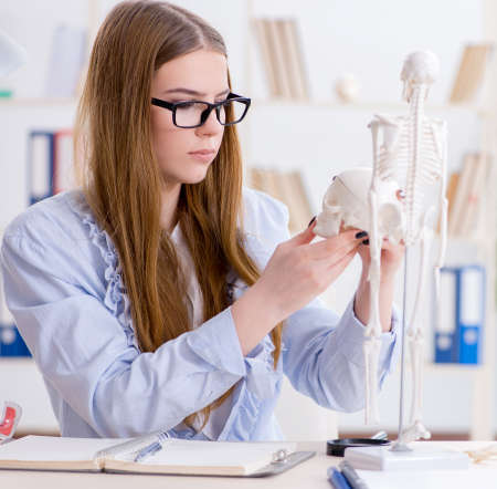 Student sitting in classroom and studying skeletonの写真素材