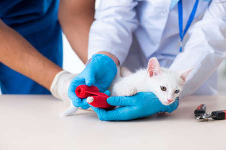 Two young vet doctors examining sick catの写真素材