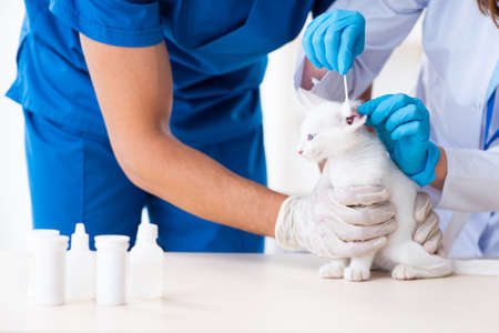 Two young vet doctors examining sick catの写真素材
