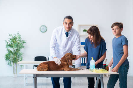 Vet doctor examining golden retriever dog in clinicの写真素材
