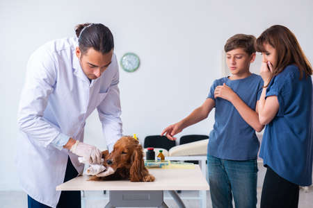 Vet doctor examining golden retriever dog in clinicの写真素材