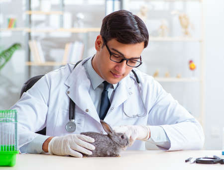 Vet doctor checking up rabbit in his clinicの写真素材