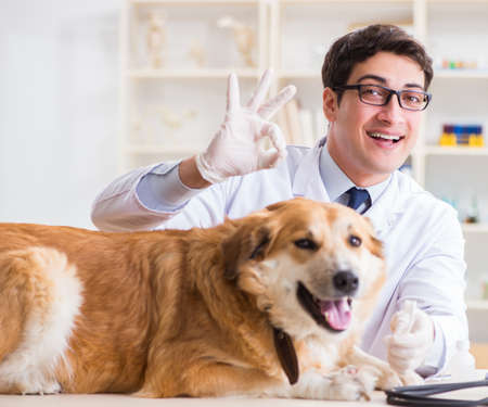 Doctor examining golden retriever dog in vet clinicの写真素材
