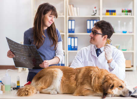 Doctor and assistant checking up golden retriever dog in vet cli