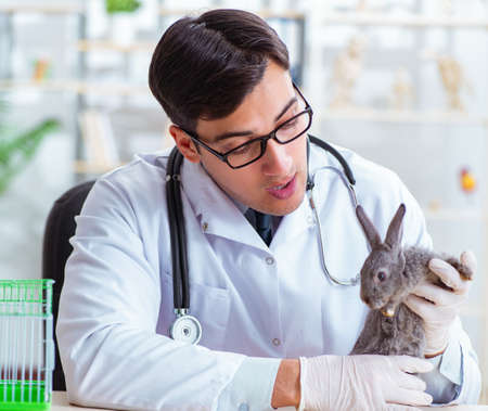 Vet doctor checking up rabbit in his clinic