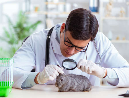 Vet doctor checking up rabbit in his clinicの写真素材