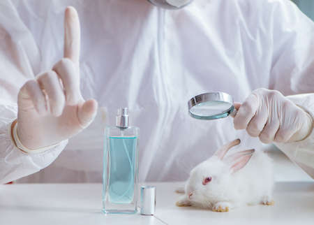White rabbit in scientific lab experiment