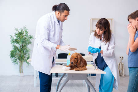 Vet doctor examining golden retriever dog in clinicの写真素材