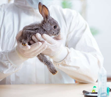 Vet doctor checking up rabbit in his clinic