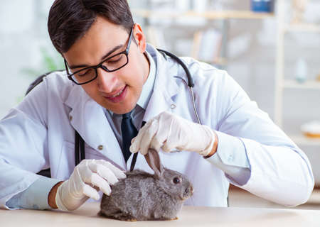 Vet doctor checking up rabbit in his clinic