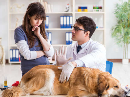 Doctor and assistant checking up golden retriever dog in vet cliの写真素材