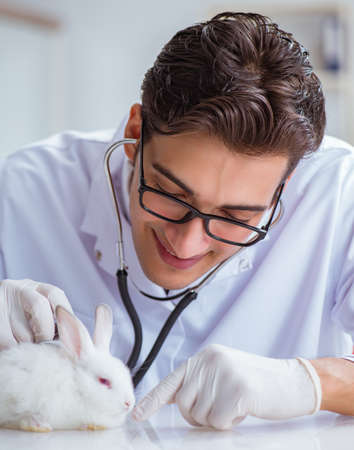 Vet doctor examining rabbit in pet hospitalの写真素材