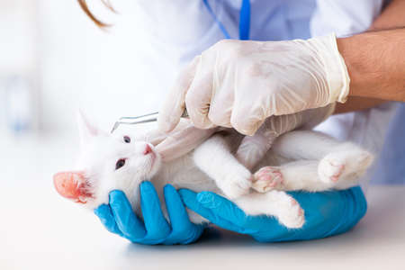 Two young vet doctors examining sick catの写真素材