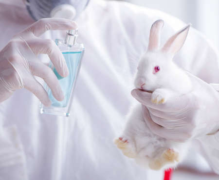 White rabbit in scientific lab experiment