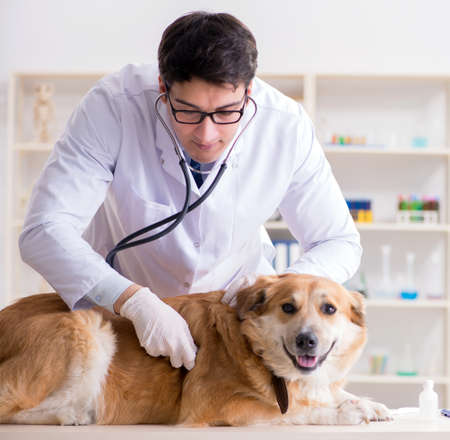 Doctor examining golden retriever dog in vet clinicの写真素材