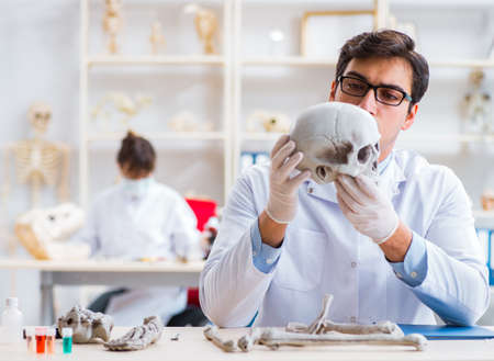 Professor studying human skeleton in labの写真素材