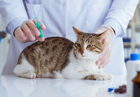Cat visiting vet for regular check upの写真素材
