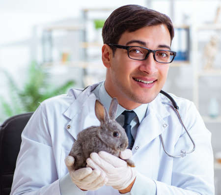 Vet doctor checking up rabbit in his clinicの写真素材