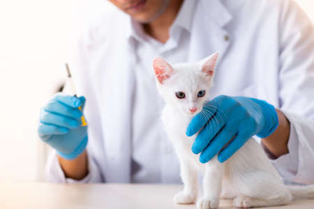 Young male doctor examining sick cat