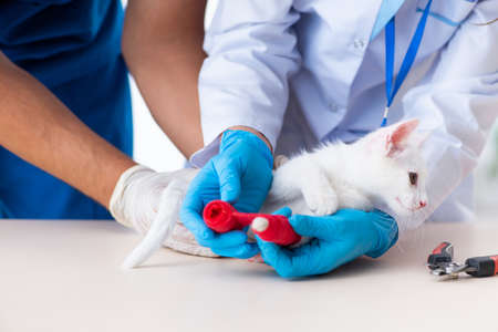 Two young vet doctors examining sick catの写真素材