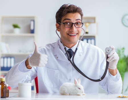 Vet doctor examining rabbit in pet hospitalの写真素材