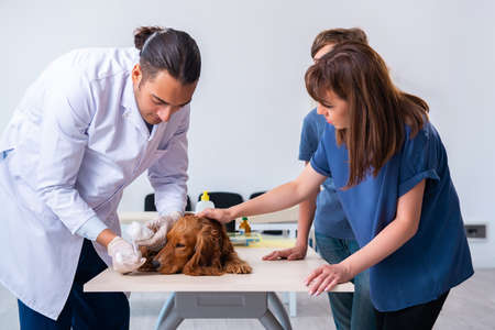 Vet doctor examining golden retriever dog in clinicの写真素材