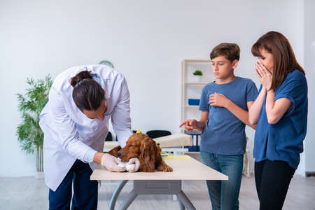 Vet doctor examining golden retriever dog in clinicの写真素材